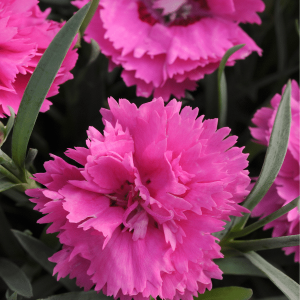00010271 dianthus everlast orchid 1g 01.png