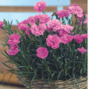 00010271 dianthus everlast orchid 1g 02.png