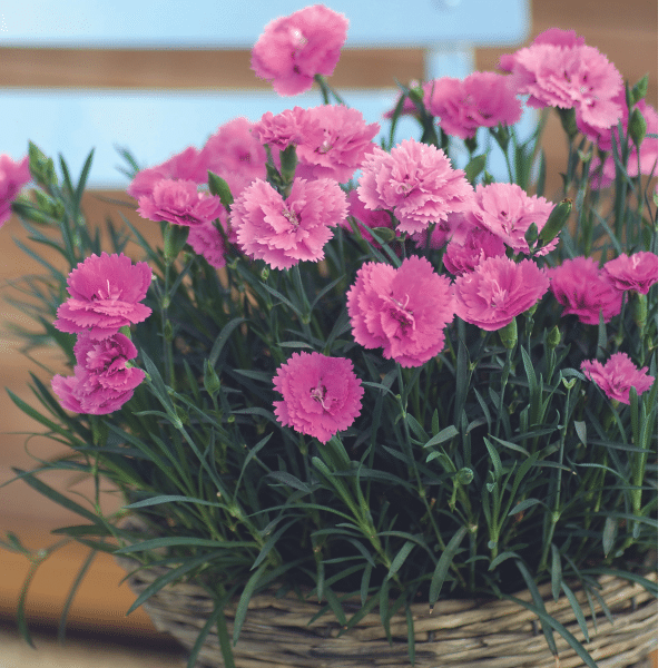 00010271 dianthus everlast orchid 1g 02.png