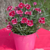 00010272 dianthus everlast raspberry cream 1g 01.png