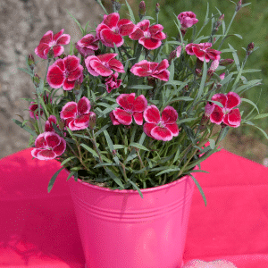 00010272 dianthus everlast raspberry cream 1g 01.png