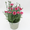 00010272 dianthus everlast raspberry cream 1g 02.png