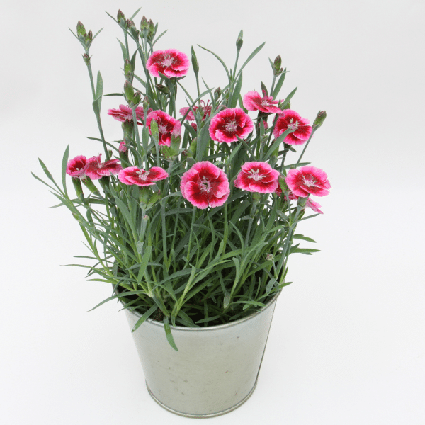 00010272 dianthus everlast raspberry cream 1g 02.png
