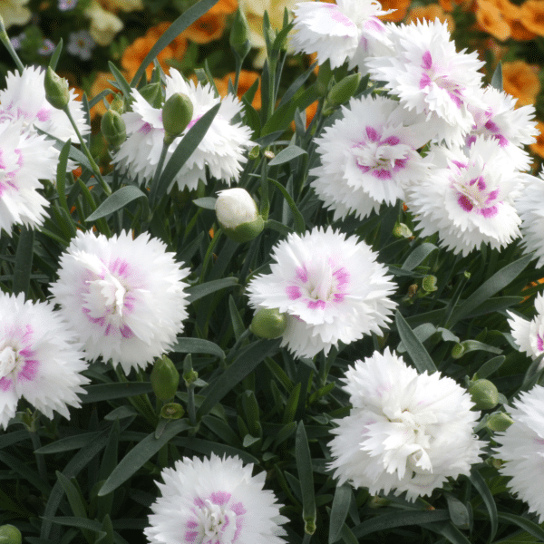 00010274 dianthus everlast white eye 1g 01.png
