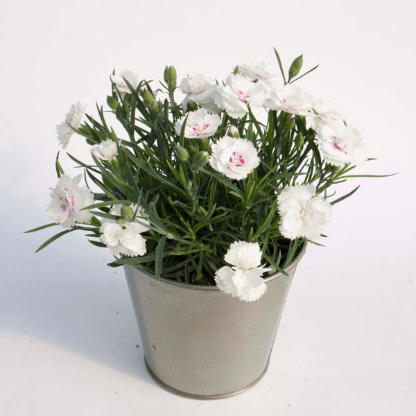00010274 dianthus everlast white eye 1g 02.png