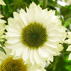 00012762 echinacea sunseekers white perfection 1g 01.png