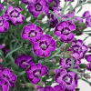 00012881 dianthus everlast violet blue 1g 01.png