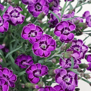 00012881 dianthus everlast violet blue 1g 01.png