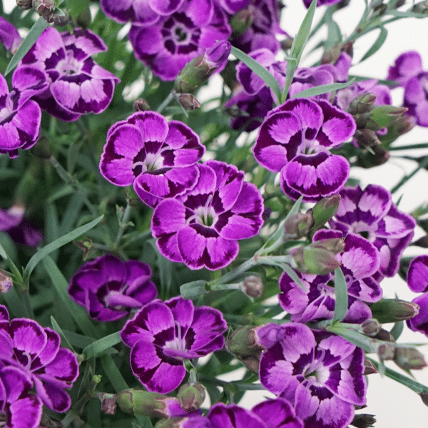 00012881 dianthus everlast violet blue 1g 01.png