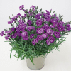 00012881 dianthus everlast violet blue 1g 02.png