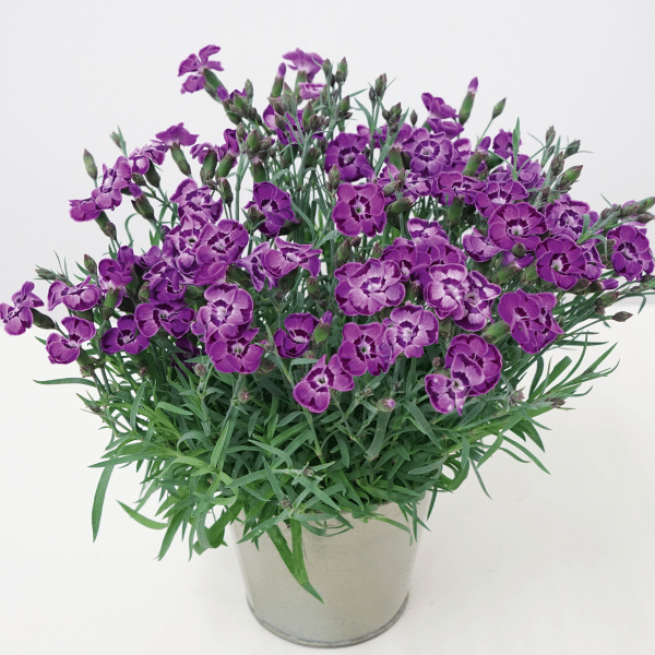 00012881 dianthus everlast violet blue 1g 02.png