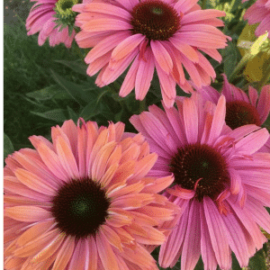 00012927 echinacea sunseekers rainbow 1g 01.png