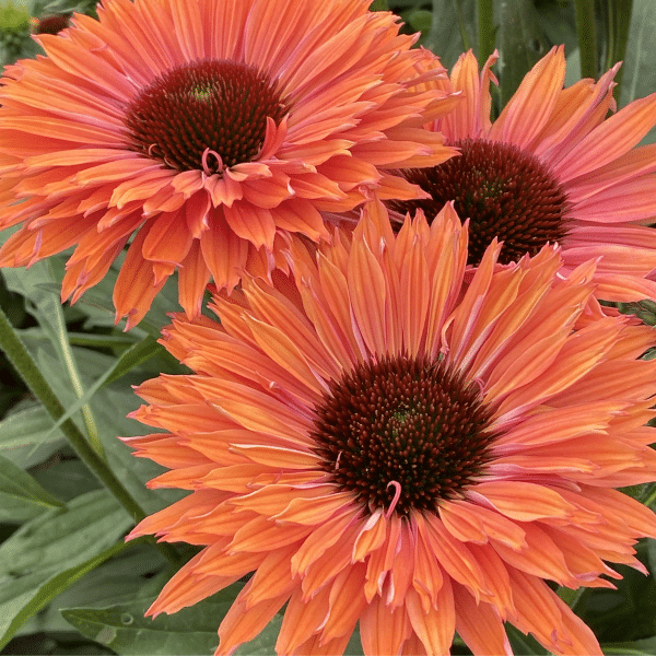 00012927 echinacea sunseekers rainbow 1g 02.png