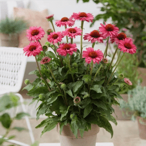 00013603 echinacea sunseekers magenta 1g 01.png