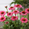 00013603 echinacea sunseekers magenta 1g 02.png