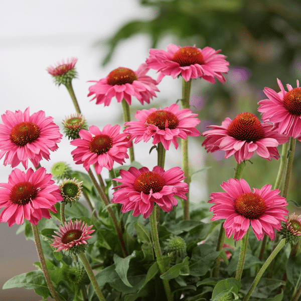 00013603 echinacea sunseekers magenta 1g 02.png