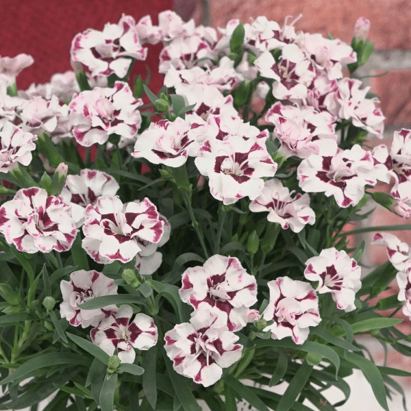 00013912 dianthus everlast cherry swirl 1g 01.png