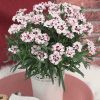 00013912 dianthus everlast cherry swirl 1g 02.png