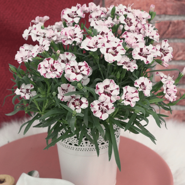 00013912 dianthus everlast cherry swirl 1g 02.png
