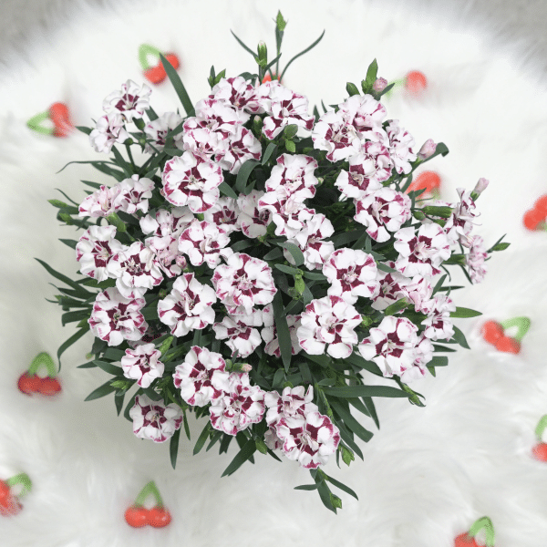 00013912 dianthus everlast cherry swirl 1g 03.png