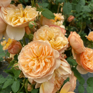 00050365 rosier rust.flavorette honey apricot pw 2 gal 01.png