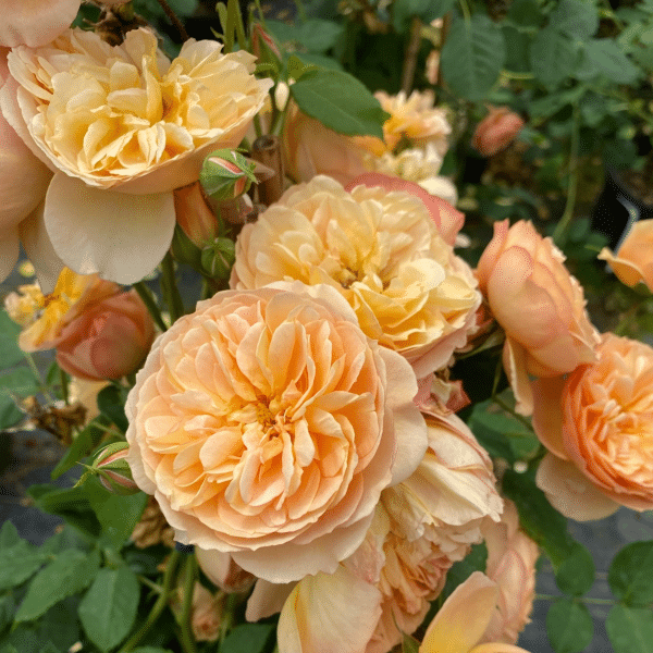00050365 rosier rust.flavorette honey apricot pw 2 gal 01.png