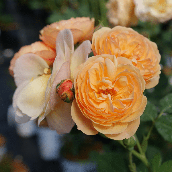 00050365 rosier rust.flavorette honey apricot pw 2 gal 02.png