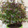 00050496 bleuet cabernet splash bio 2 gal 02.png