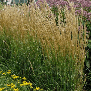 007g05 calamagrostis karl foerster 01.png