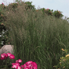 007g05 calamagrostis karl foerster 02.png