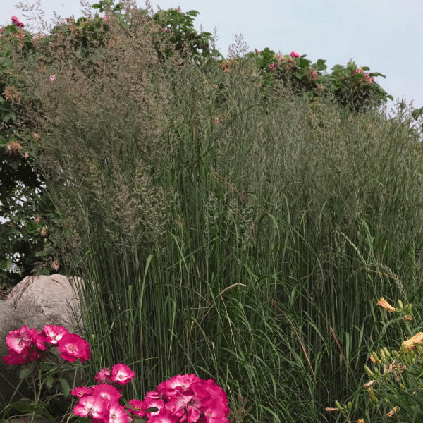 007g05 calamagrostis karl foerster 02.png