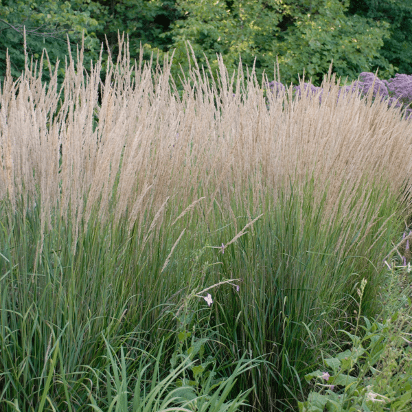 007g05 calamagrostis karl foerster 03.png