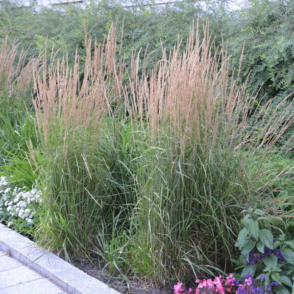 007g05 calamagrostis karl foerster 04.png
