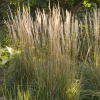 007g05 calamagrostis karl foerster 05.png