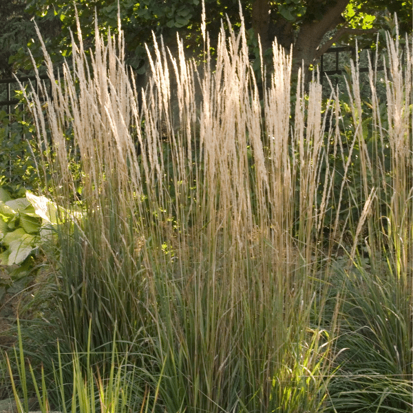 007g05 calamagrostis karl foerster 05.png