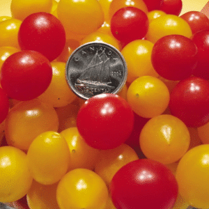 043g01 tomate cerise bonbon 01.png