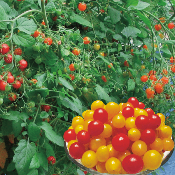 043g01 tomate cerise bonbon 01g.png