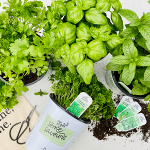 043g02 fines herbes seme saveurs 01.png