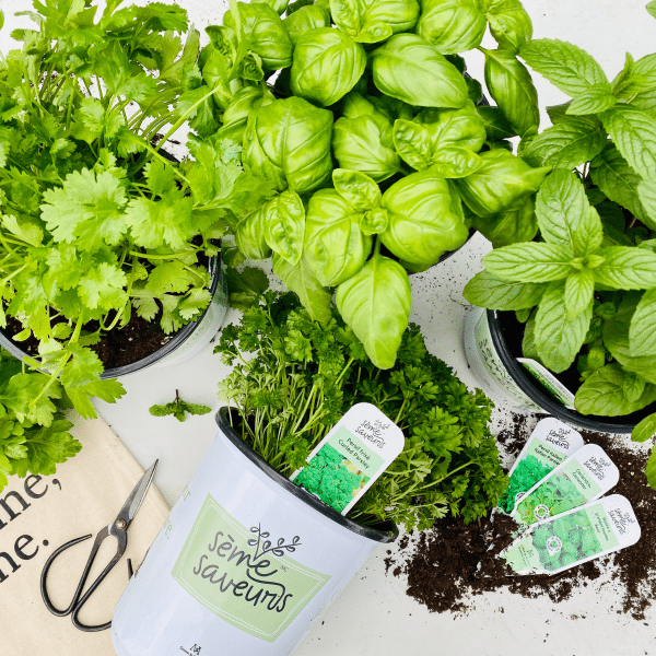 043g02 fines herbes seme saveurs 01.png