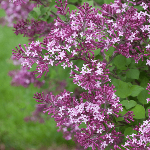 048g44 syringa x bloomrang dark purple 02.png