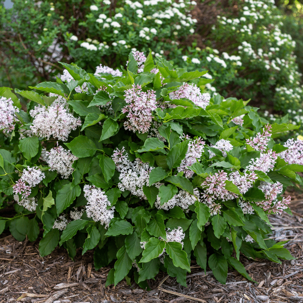 048g45 syringa little lady 02.png