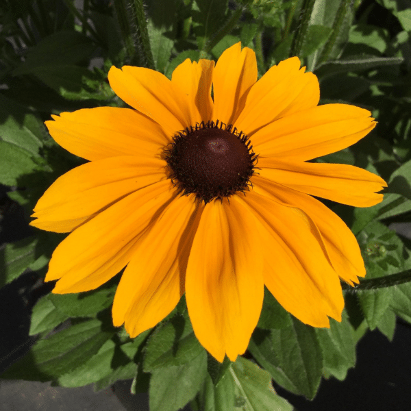 00007356 rudbeckia dakota gold 1gal 01.png