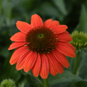 00010366 echinacea sombrero poco hot coral 1g 01.png
