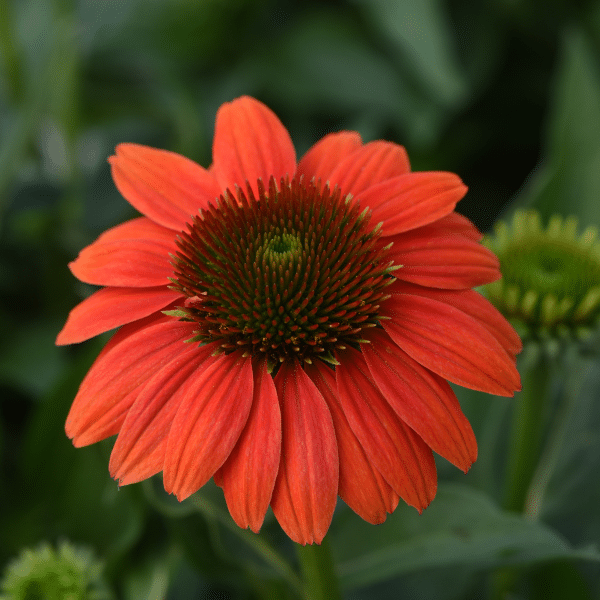 00010366 echinacea sombrero poco hot coral 1g 01.png
