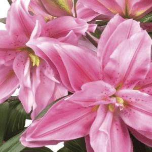00013133 lilium roselily sara 1g 01.png