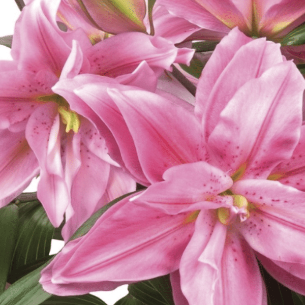00013133 lilium roselily sara 1g 01.png