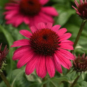 00013599 echinacea sombrero poco hot pink 1g 01.png