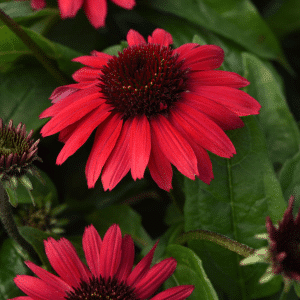 00013600 echinacea sombrero poco red 1g 01.png