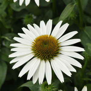 00013601 echinacea sombrero poco white 1g 01.png