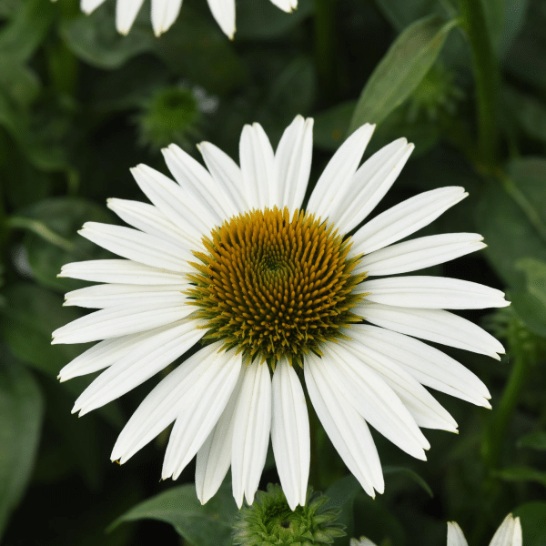 00013601 echinacea sombrero poco white 1g 01.png
